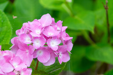 ピンク色のアジサイのクローズアップ