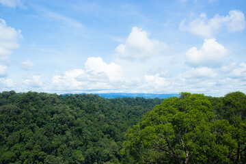 Midsummer in temburong National Park, Brunei