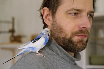 Budgerigar playing with handsome man. Budgie. Funny blue purple parakeet sitting on owner head....