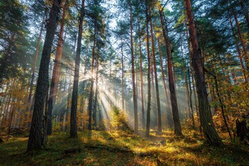 Sunlight filtering through pine trunks in an autumn woods