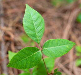 Cluster of three leaves on poison ivy