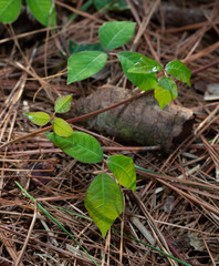 Forest floor in North Carolina with poison ivy