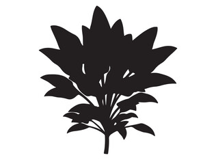  Spinach Plant Silhouette black Vector Image white background