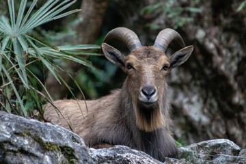 Tahr in a lovely zoo located in downtown Mexico City