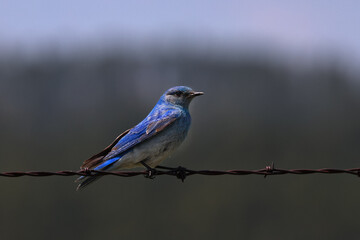 Mountain Bluebird perched on rustic, rusty barbed wire at Custer State Park in South Dakota, United States