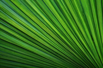 Obraz premium Texture of palm leaves