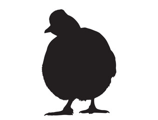 Vicugna pacos Silhouette black Vector Image white background