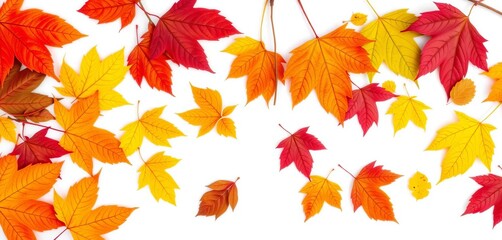 Fototapeta premium A vibrant collection of autumn leaves isolated on a pure white background, background, crisp