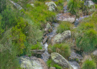 Rocky stream surrounded by lush plants