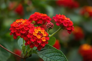 The flowers of Lantana camara are red