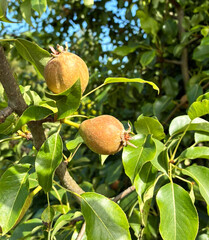 Young pear fruit ovary on branch with leaves in sunny summer garden.