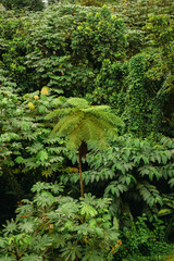 A single tree fern rises above layered tropical vegetation in this dense jungle scene