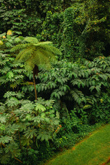 A tree fern stands tall amid layers of dense tropical foliage in this vibrant rainforest scene