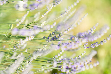 lavender flowers in the garden