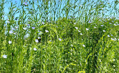 Blooming flax against blue sky in sunny summer garden.