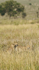 Cheetahs Resting in Tall Grass of the African Savanna, a Beautiful Wildlife Landscape Serengeti...