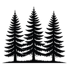 Obraz premium Three tall black pine trees with fluffy branches stand in a row on white background