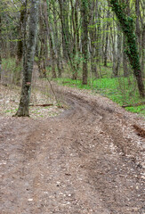 an unpaved road in the spring in a wooded area walking on a sunny day