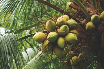 Unripe coconuts suspended from a tree