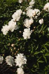 Blurred white peonies blooming among lush green leaves in garden 
