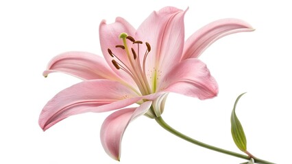 Fototapeta premium pink lily isolated on a white background