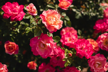 Floribunda roses blooming brightly with garden background in the midwest
