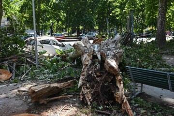 An uprooted tree fallen on a road and on a car in the aftermath of a thunderstorm with strong winds...
