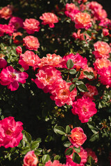 Vibrant floribunda roses blooming in lush garden sunlight