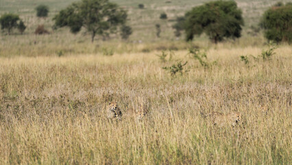 Cheetahs that are beautifully camouflaged within the expansive savanna grasslands of Africa