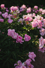 Light pink peonies blooming beside shaded garden path