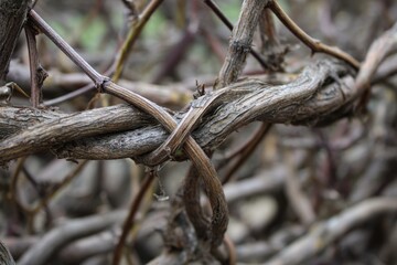 Wild vines snag dry twigs