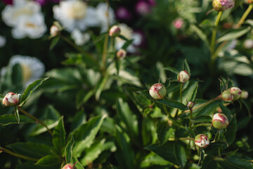 Peony buds surrounded by green leaves in garden bloom in illinois 