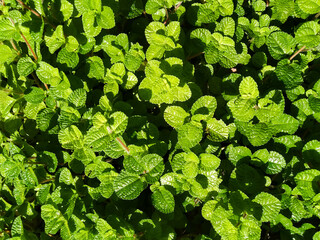 Natural green leaves with texture background