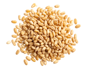A vibrant heap of golden wheat grains forms a nutritious foundation for healthy eating.