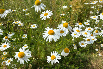Chamomile summer meadow,wild chamomiles close up, Beauty in simple natural nature.