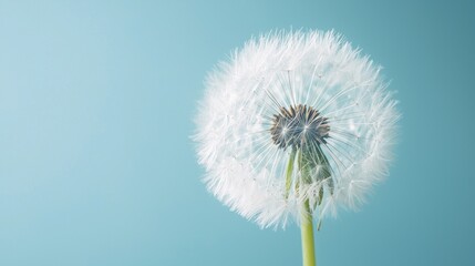 A white dandelion against a blue background. The dandelion concept of nature and growth. The image emphasizes the simplicity and beauty of the flower.
