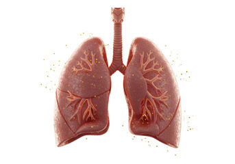 Detailed 3D Render of Human Lungs and Trachea Medical Anatomy Illustration with Transparent Background