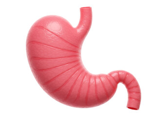 Detailed 3D Render Of Human Stomach In Pinkish Red With Transparent Background