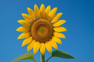青空に咲くひまわり｜Sunflower Blooming Against Blue Sky
