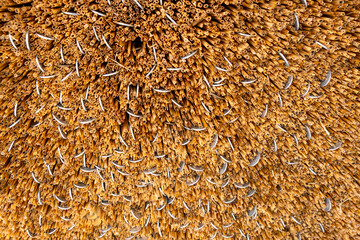 An abstract image featuring numerous brown incense sticks filling the background symbolizing nature and temple decoration for prayer.
