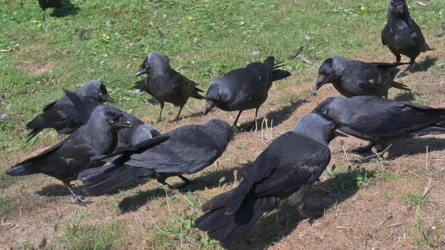 A 'clattering' of Jackdaws (Corvus Monedula) eating food left for them in a public park. July, Kent, UK [Half speed]