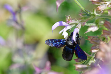 carpenter bee on a clary sage flower in summer in Germany