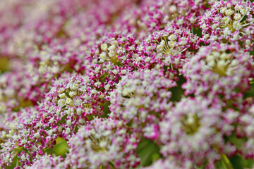 wild pink carrot flower in a macro view