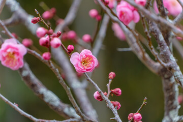 梅の花が咲く枝のクローズアップ