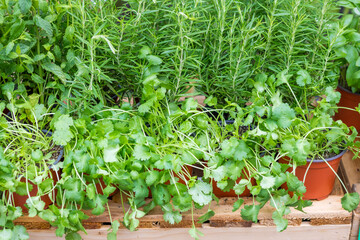 Fresh herbs in pots on a display near a store. Parsley, basil, rosemary, thyme, Moroccan mint and coriander (cilantro). High-quality photo