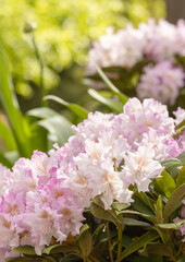Beautiful pink rhododendron (alpenrose) grows in the park in Finland. Rhododendron is one of the largest genera of flowering plants blooming of white, pink, purple, yellow, and even red.