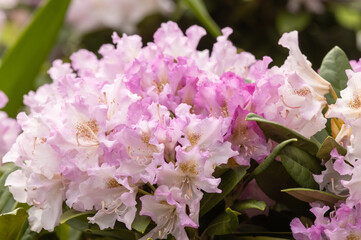 Beautiful pink rhododendron (alpenrose) grows in the park in Finland. Rhododendron is one of the largest genera of flowering plants blooming of white, pink, purple, yellow, and even red.