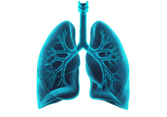 Teal Digital Illustration Of Human Lungs And Trachea On Transparent Background For Medical Visualizations
