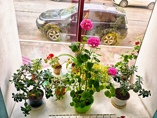 Vibrant flowers in pots on a windowsill overlooking a busy street scene during daylight hours
