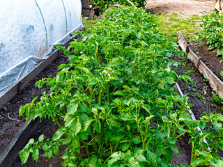Vibrant green potato plants thriving in a home garden during the sunny growing season